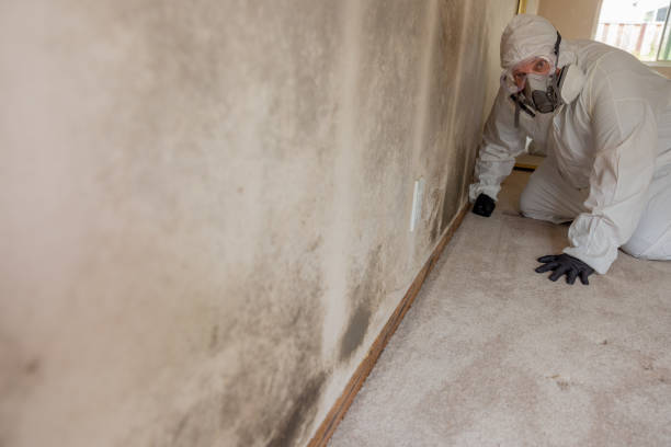 Trusted Pierce City, MO Mold Removal Experts